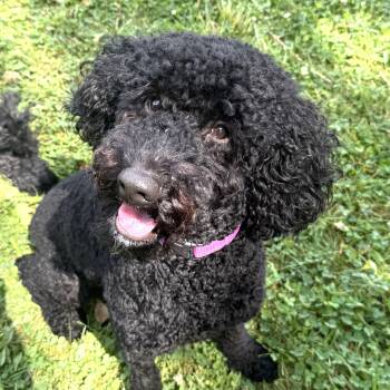 Lazy Susan -  Goldendoodle Dog for Adoption in Grayslake, Illinois - Lazy Susan | PetCurious