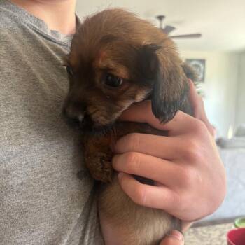 Mixed Breed Dogs Available for Adoption in Fredericksburg, Virginia - Chirpa | PetCurious