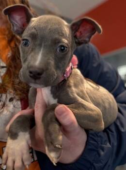 Rescue Mixed Breed Dogs for Adoption in Osseo, Michigan - Karma | PetCurious