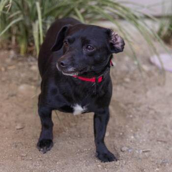 Dachshund and Mixed Breed Dogs Available for Adoption in Palm Springs, California - Little Shadow | PetCurious