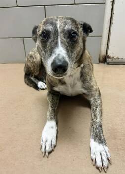 Liie -  Mixed Breed Dog for Adoption in Nashville, Tennessee - Liie | PetCurious