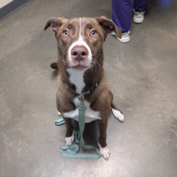Pugsley -  Mixed Breed Dog for Adoption in Dekalb, Illinois - Pugsley | PetCurious