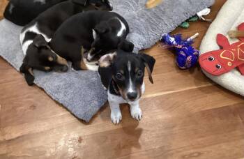 Beagle and Jack Russell Terrier Dogs Available for Adoption - Bryn | PetCurious