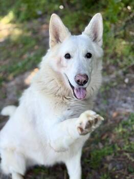 SALTY SPITOON -  German Shepherd Dog Dog for Adoption in Fort Walton Beach, Florida - SALTY SPITOON | PetCurious