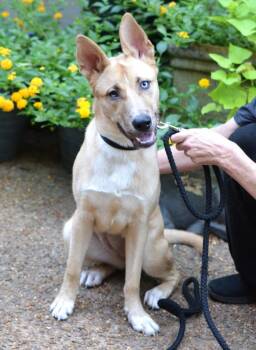 Honey -  German Shepherd Dog and Husky Dog for Adoption in Memphis, Tennessee - Honey | PetCurious