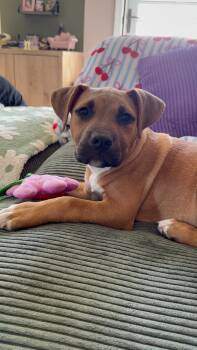 Pit Bull Terrier Dogs Available for Adoption in Kansas City, Missouri - Tito | PetCurious