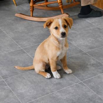 Fox Terrier Dogs Available for Adoption in North Prairie, Wisconsin - **HAZEL** | PetCurious