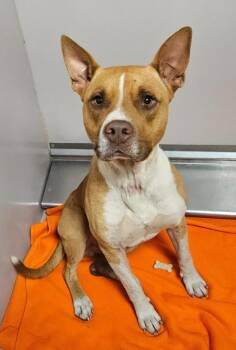 Shepherd and Mixed Breed Dogs Available for Adoption in Sherwood, Arkansas - Odin | PetCurious