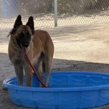 BLOOM -  German Shepherd Dog Dog for Adoption in Thousand Palms, California - BLOOM | PetCurious