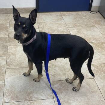 Nova -  Mixed Breed Dog for Adoption in Galveston, Texas - Nova | PetCurious