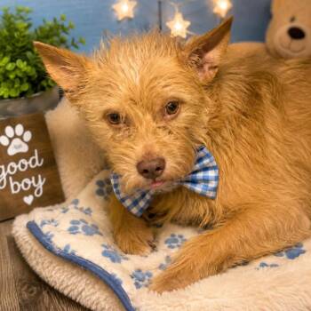 BISCUIT GS -  Cairn Terrier and Chihuahua Dog for Adoption in Lucas, Texas - BISCUIT GS | PetCurious