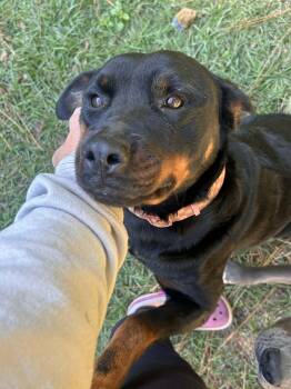 Rescue Rottweiler Dogs for Adoption in Semmes, Alabama - Sassy | PetCurious