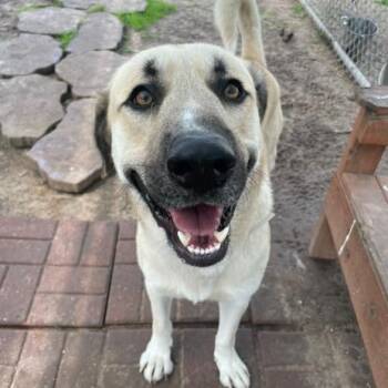 Rescue Anatolian Shepherd Dogs for Adoption in Pittsburgh, Pennsylvania - Starlord | PetCurious