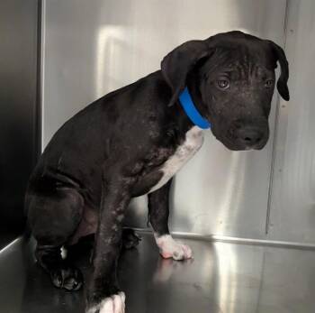 A1936305 -  Pit Bull Terrier and Mixed Breed Dog for Adoption in Thousand Palms, California - A1936305 | PetCurious