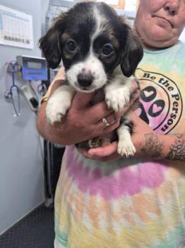 Kaia -  Terrier and Poodle Dog for Adoption in Morristown, Tennessee - Kaia | PetCurious