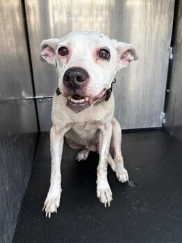 PUMPERNICKLE -  American Staffordshire Terrier Dog for Adoption in San Antonio, Texas - PUMPERNICKLE | PetCurious