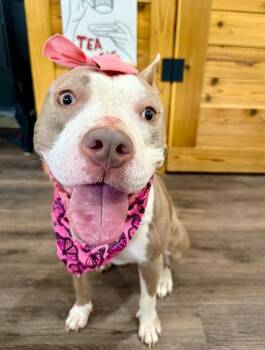 Pit Bull Terrier Dogs Available for Adoption - Capri Sun So Sweet Baby Girly Pop | PetCurious