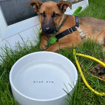 Kevin -  Mixed Breed Dog for Adoption in Bismarck, North Dakota - Kevin | PetCurious