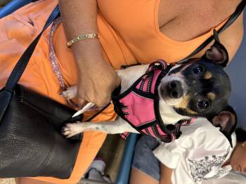 Ro ky -  Fox Terrier Dog for Adoption in Miami, Florida - Ro Ky | PetCurious