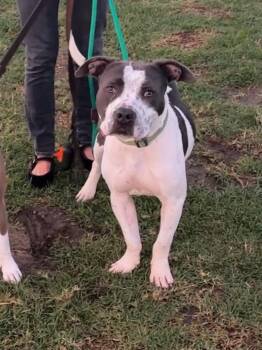 Rescue American Staffordshire Terrier Dogs for Adoption in Santa Monica, California - Jovani | PetCurious