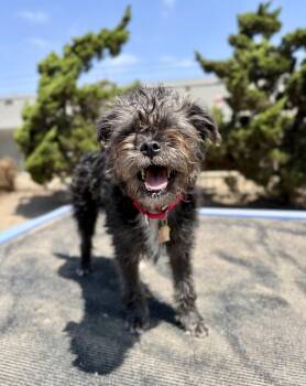 Skye -  Terrier Dog for Adoption in Seal Beach, California - Skye | PetCurious
