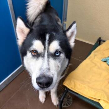 Asteroid -  Husky Dog for Adoption in Flagstaff, Arizona - Asteroid | PetCurious