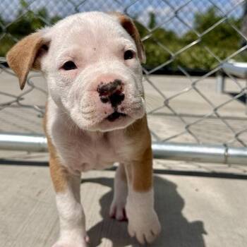 June -  Mixed Breed Dog for Adoption in Matteson, Illinois - June | PetCurious