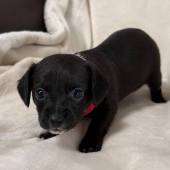 Lava -  Chihuahua and Terrier Dog for Adoption in Tampa, Florida - Lava | PetCurious