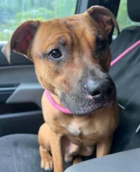 Rescue Pit Bull Terrier Dogs for Adoption in Saint Clairsville, Ohio - Knox | PetCurious