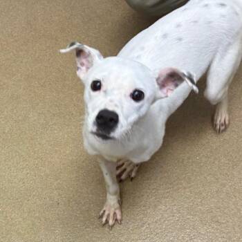 Terrier Dogs Available for Adoption in Corpus Christi, Texas - Pongo | PetCurious
