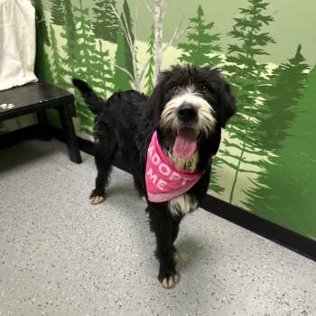 Old English Sheepdog and Labrador Retriever Dogs Available for Adoption in Logan, Utah - Kazoo | PetCurious