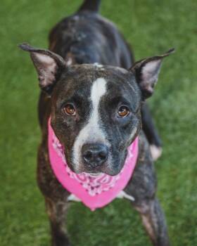 Rescue American Staffordshire Terrier and Mixed Breed Dogs for Adoption in Doral, Florida - CHICHI | PetCurious