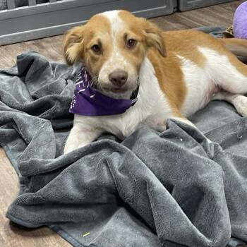 Australian Shepherd and Mixed Breed Dogs Available for Adoption - Kenzie | PetCurious