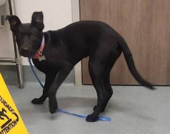 NOVA -  Labrador Retriever Dog for Adoption in Baytown, Texas - NOVA | PetCurious