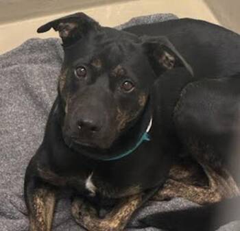 Milo -  Rottweiler and Pit Bull Terrier Dog for Adoption in Austin, Texas - Milo | PetCurious