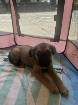 Billy-Bob -  Mixed Breed Dog for Adoption in Honolulu, Hawaii - Billy-Bob | PetCurious