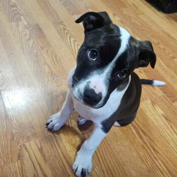 Remy -  Mixed Breed Dog for Adoption in Glenfield, New York - Remy | PetCurious