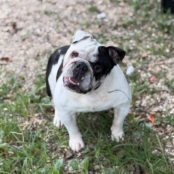 Davinci -  English Bulldog Dog for Adoption in Newark, New Jersey - Davinci | PetCurious