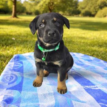 Mixed Breed Dogs Available for Adoption in Las Vegas, Nevada - Jigglypuff | PetCurious