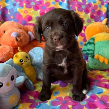 Labrador Retriever and Mixed Breed Dogs Available for Adoption in Normal, Illinois - Kinison | PetCurious