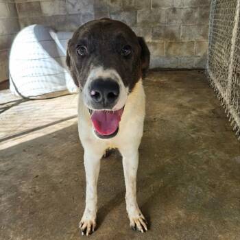 RICE -  Hound Dog for Adoption in Chicopee, Massachusetts - RICE | PetCurious