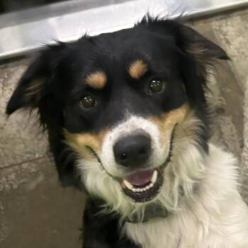Julio -  Border Collie and Mixed Breed Dog for Adoption in Spokane, Washington - Julio | PetCurious