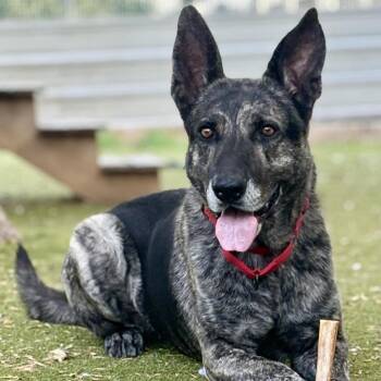 Rescue Dutch Shepherd Dogs for Adoption in Austin, Texas - Zay | PetCurious