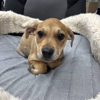 Charlie -  Mixed Breed Dog for Adoption in Uniontown, Pennsylvania - Charlie | PetCurious