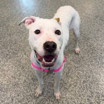 Cotton -  Mixed Breed Dog for Adoption in Falls Church, Virginia - Cotton | PetCurious