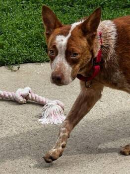 Australian Cattle Dog Blue Heeler Dogs Available for Adoption in Lexington, Kentucky - Rosie | PetCurious