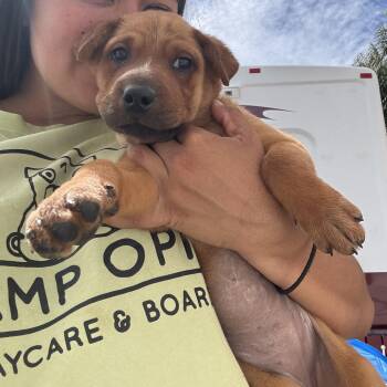 Rowan -  Australian Shepherd and Shar Pei Dog for Adoption in Rancho Santa Margarita, California - Rowan | PetCurious