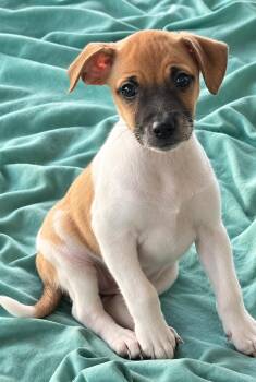 Ivy -  Jack Russell Terrier Dog for Adoption in Longmont, Colorado - Ivy | PetCurious