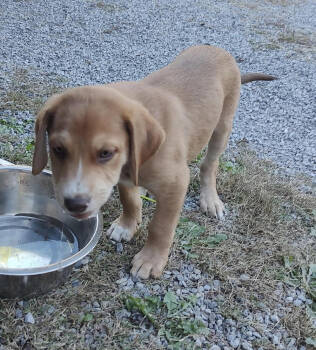 Rescue Golden Retriever and Mixed Breed Dogs for Adoption in Chattanooga, Tennessee - Retriever Mix Puppy Male #7 | PetCurious