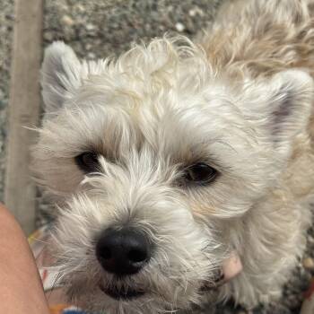 Rescue West Highland White Terrier Westie and Scottish Terrier Dogs for Adoption in San Francisco, California - Buddy | PetCurious
